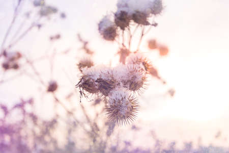 Various blades of grass under a layer of snow in the rays of the setting sun, selective focus, blurred background, sun flareの写真素材