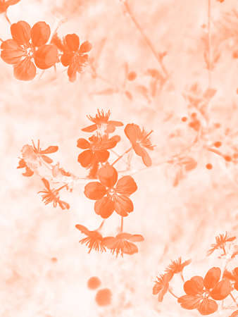 Soft focus pastel flower background featuring abstract, backdrop and backgroundの写真素材