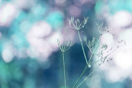 Abstract natural background with blades of grass and flowers, selective focus, blurred background