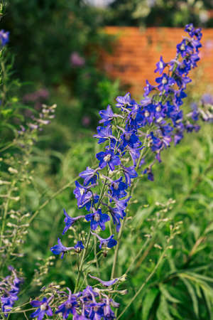 Blue delphinium flowers blooming in summer garden with soft focus and blurred backgroundの写真素材