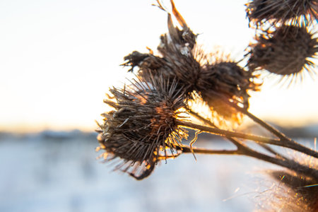 Frost and snow covered thistles in a wild field in winter.の写真素材