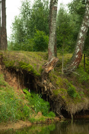 Roots of a powerful old tree on the river bank, summer forest landscape.