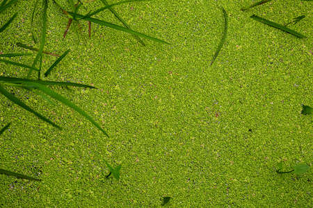 Duckweed covered on the water surface of the river in summer.の写真素材