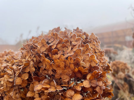 Flowers in the garden covered with frost in early winter