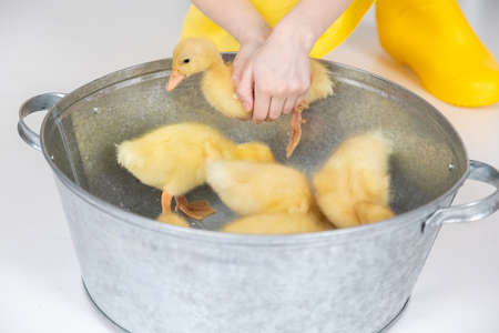 Small yellow fluffy ducklings in a metal bowl on a white background in the studio, the concept of an Easter photo shootの写真素材