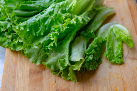 Fresh Salad leavesの写真素材