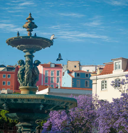 Jacaranda blooming in Lisbon Rosso Square North Fountain, beautiful view at the colorful housesの写真素材