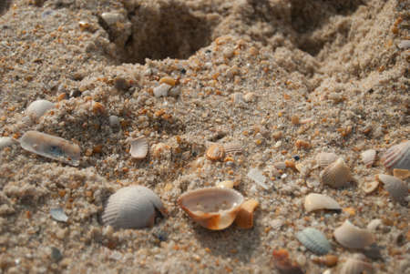 Colorful seashells in the sand, Macro shot, Selective focus