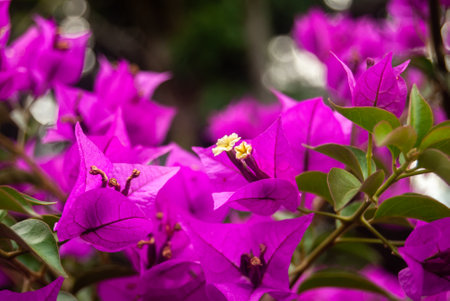Close-up of violet Bougainvillea Glabra blooming - Macro, Selective focus.の写真素材