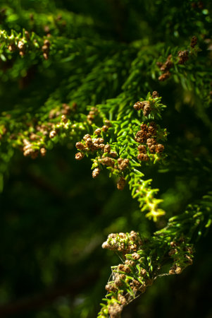 Young Japanese cedar branches with little cones tangled in a web in the sunlight - Cryptomeria japonica, Vertical, Selective focusの写真素材