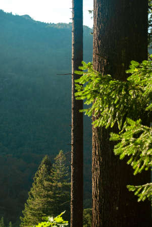 Mountain landscape through straight trunks of pine trees - Vertical, Selective focus
