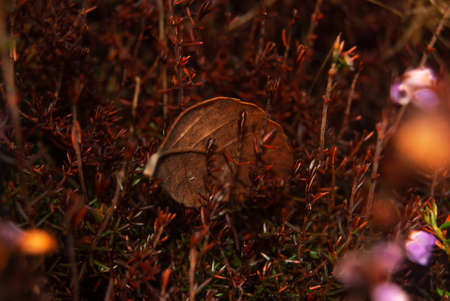 Fallen brown leaf stuck in thecolorful autumn ground meadow park - Selective focus, Macro, Heatherの写真素材