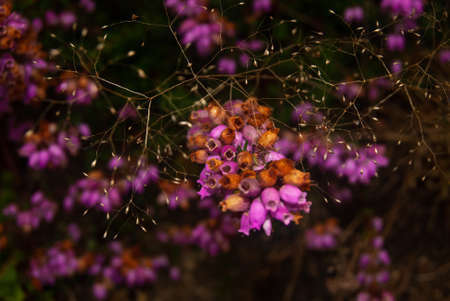 Heather flowers in autumn seasonal aesthetic of the fall atmosphere of dying nature - Selective...