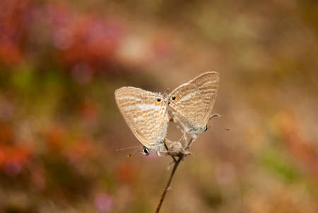 Two White-Banded Hedge Blue butterflies mating at the colorful autumn meadow, close-up - Lestranicus transpectus, Macroの写真素材
