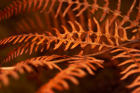 Orange autumn season fern leaf atmosphere of the fall colorful nature close-up shot - Selective...