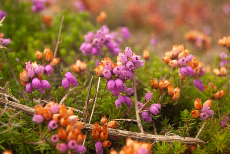Pink and orange heather flowers in the fall seasonal atmosphere of dying nature - Selective focus, Macro, Calluna vulgarisの写真素材