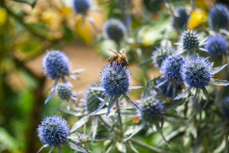 Blue Eryngo in summer and one honey bee on the flower - Eryngium bourgatii, Sea Hollyの写真素材