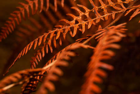 Fall season colorful nature macro abstract autumn vibe fern - Selective focus, Polypodiopsidaの写真素材