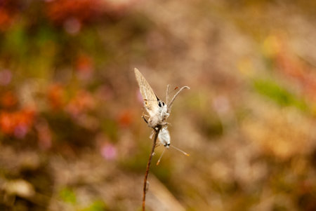 White-Banded Hedge Blue butterflies mating sitting on the little branch at the colorful autumn meadow - Lestranicus transpectus, Macro, Selective focusの写真素材