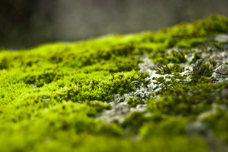 Stone covered in bright green moss magical freshness of nature macro details of the green - Selective focusの写真素材