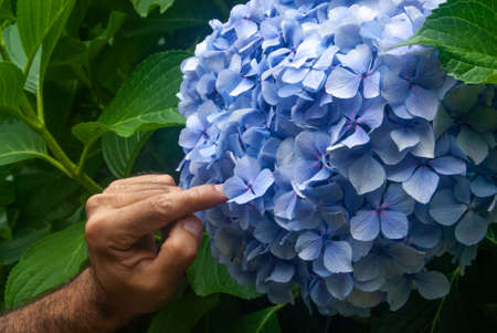 Huge inflorescence of blue hortensia with a mans hand pointing at the flower with index finger,...