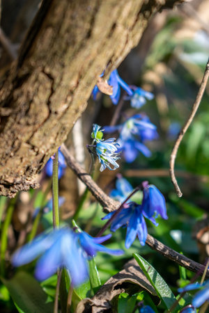 Vibrant scilla blue flowers all over the ground - Macro, Selective focusの写真素材