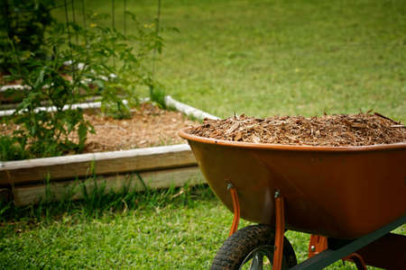 Mulch for garden with tomato plans bed on background
