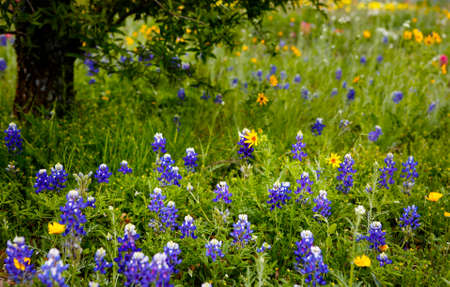 Texas bluebonnets and other wild flowers on the fieldの写真素材