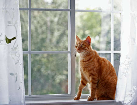 Red cat in front of the window