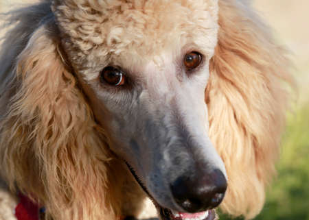 Close up portrait of young peach poodle with selective focus on an eyeの写真素材