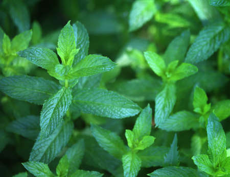 Background of organic pepper mint in garden, selective focus