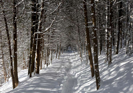 Winter forest in cold bright sunny day with walking path