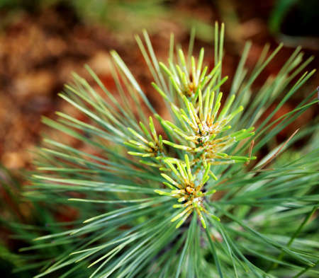 Close up of new green needles on the young pine tree.  Selective focus.の写真素材