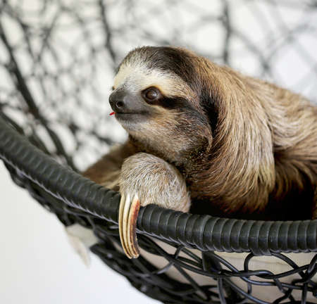 Close up portrait of cute Baby Sloth at Sloth Sanctuary, Costa Rica, Central Americaの写真素材
