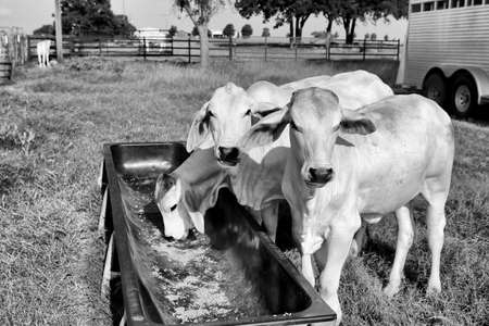Brahman meat cows calf at Texas farm. Growing meet cows. Cattle supplementary feeding.の写真素材