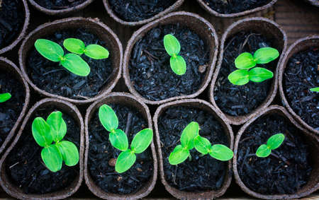 Home gardening. New organic cucumber sprouts in peat pots  ready to be planted.の写真素材