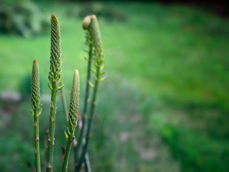 Close up of  natural Aloe Vera bloom. Selective focus. Rare Aloe Vera bud on green natural...