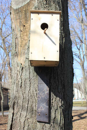 birdhouses on a tree in a city Park in the spring