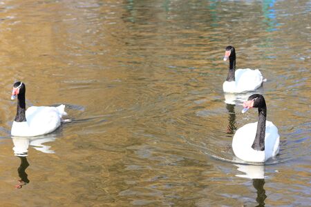 floating swansの写真素材