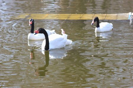 floating swansの写真素材