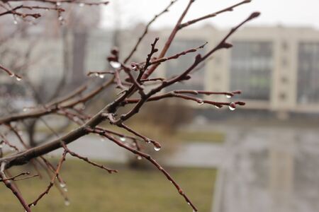 raindrops on spring branches in the city Parkの写真素材