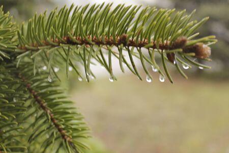 raindrops on spring branches in the city Parkの写真素材