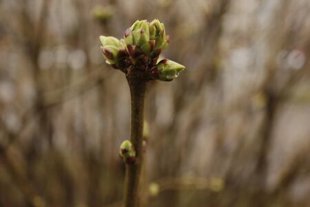 raindrops on spring branches in the city Parkの写真素材