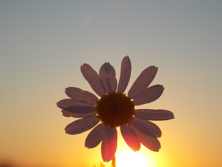 Daisy at sunsetの写真素材