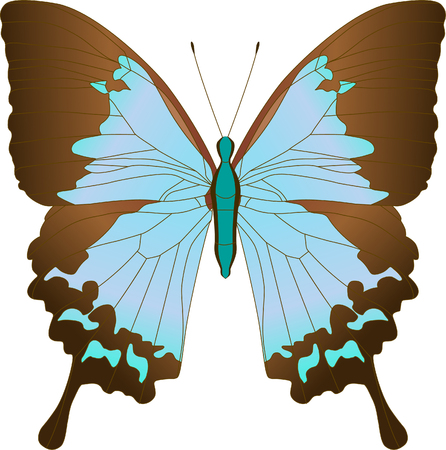 Blue Sailboat Ulysses butterfly Papilio Achillides ulysses . Vector illustration.のイラスト素材