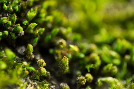 Macro shooting of green and brown mossの写真素材