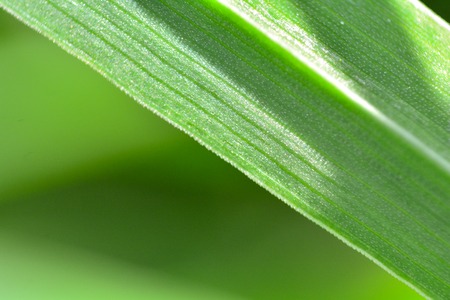 Macro shooting of green grass