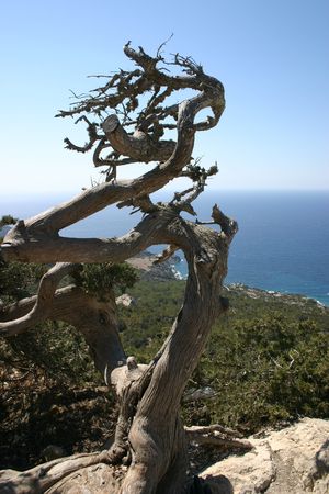 Tree on the rockの写真素材