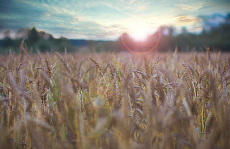 Evening wheat field