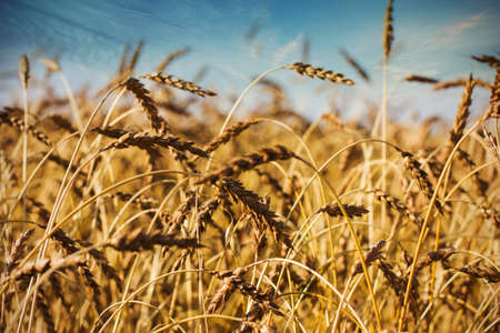 Golden whet field in sunny dayの写真素材